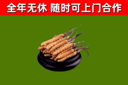 汉中市回收冬虫夏草